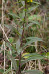 Roan Mountain goldenrod